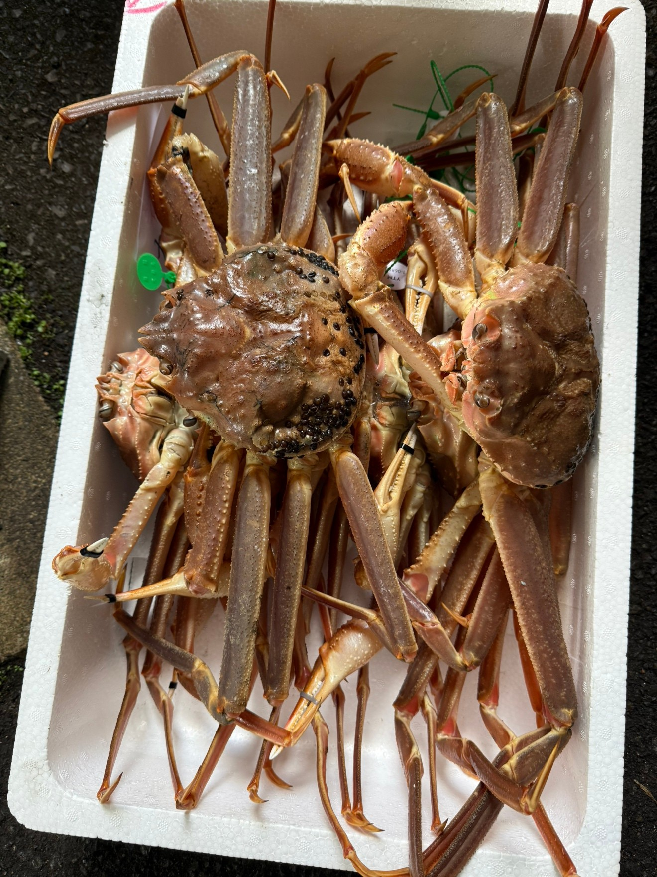 舞鶴産かに食べまくりの会を開催しました